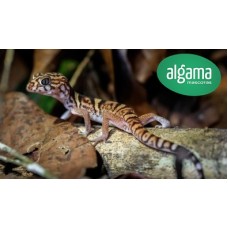 Gecko Leopardo de Costa Rica - Coleonyx mitratus Gecko Leopardo de Costa Rica - Coleonyx mitratus